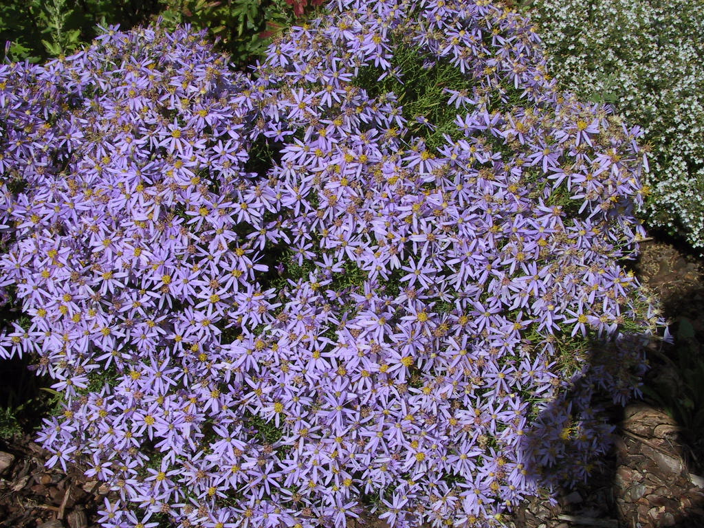Aster sedifolius Nanus -nah2.jpg